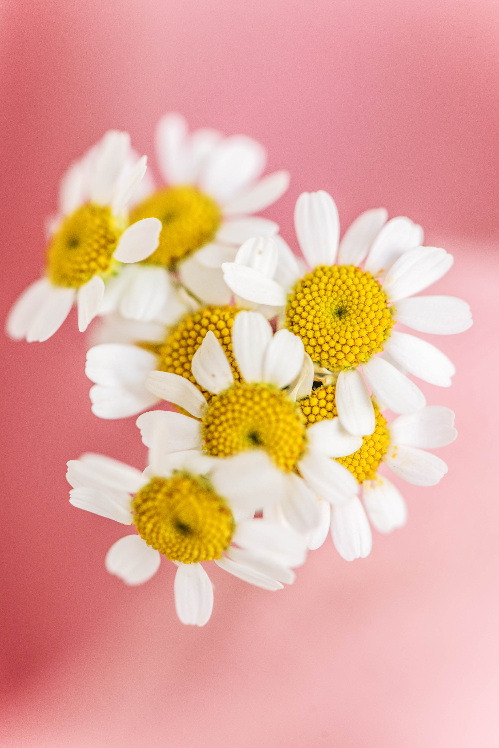 Essbare Blüten Liste: Gänseblümchen